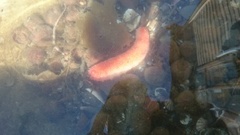 Sea cucumbers (Holothuroidea)