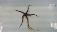 Brittle stars (Ophiuroidea)