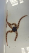 Brittle stars (Ophiuroidea)