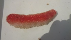 Sea cucumbers (Holothuroidea)