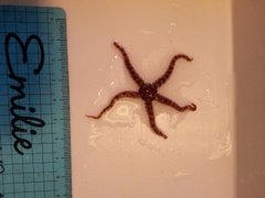 Brittle stars (Ophiuroidea)