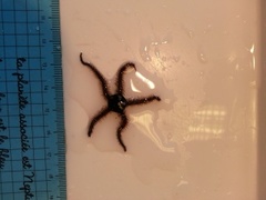 Brittle stars (Ophiuroidea)
