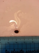 Chiton (Polyplacophora)