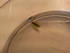 Skrukketroll, tanglus (Isopoda)