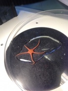 Brittle stars (Ophiuroidea)