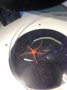 Brittle stars (Ophiuroidea)