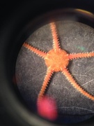 Brittle stars (Ophiuroidea)