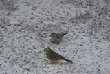 Gulspurv (Emberiza citrinella)