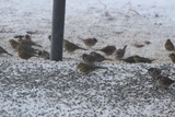 Gulspurv (Emberiza citrinella)