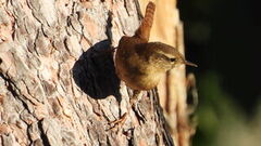 Winter Wren (Troglodytes troglodytes)