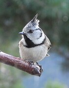 Toppmeis (Lophophanes cristatus)