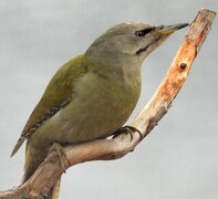 Grey-headed Woodpecker (Picus canus)