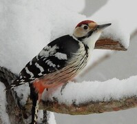 White-backed Woodpecker (Dendrocopos leucotos)