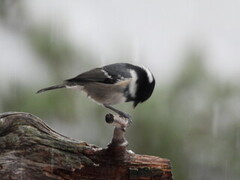Coal Tit (Periparus ater)