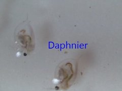 Dafnier (Daphnia)