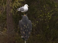 Mew Gull (Larus canus)