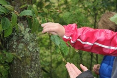 Bulkemispel (Cotoneaster bullatus)