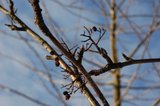 Rogn (Sorbus aucuparia)