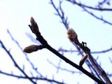 Rogn (Sorbus aucuparia)