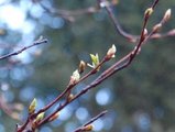 Bjørkeslekta (Betula)