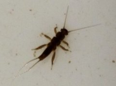 Steinfluer (Plecoptera)