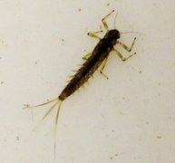 Døgnfluer (Ephemeroptera)