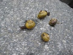 Hagesnegl (Cepaea hortensis)