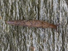 Gray field slug (Deroceras reticulatum)