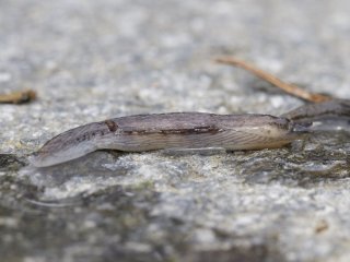 Hvitflankeskogsnegl (Arion silvaticus)