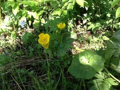 Bekkeblom (Caltha palustris)