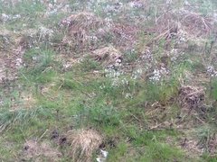 Cuckooflower (Cardamine pratensis)