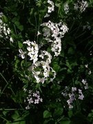 Cuckooflower (Cardamine pratensis)