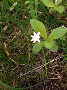 Skogstjerne (Trientalis europaea)