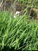 Cuckooflower (Cardamine pratensis)