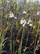 Bukkeblad (Menyanthes trifoliata)