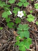 Gjøkesyre (Oxalis acetosella)