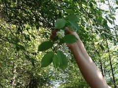 Hegg (Prunus padus)