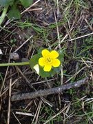 Bekkeblom (Caltha palustris)