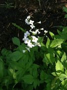 Cuckooflower (Cardamine pratensis)