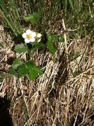 Markjordbær (Fragaria vesca)