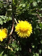 Løvetannslekta (Taraxacum)