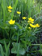 Bekkeblom (Caltha palustris)