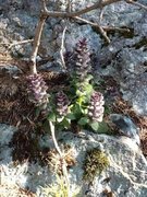 Jonsokkoll (Ajuga pyramidalis)