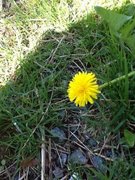 Løvetannslekta (Taraxacum)