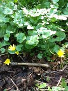 Lesser Celandine (Ranunculus ficaria)