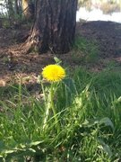 Løvetannslekta (Taraxacum)