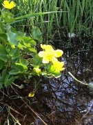 Bekkeblom (Caltha palustris)