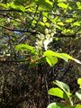 Hegg (Prunus padus)