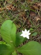 Skogstjerne (Trientalis europaea)