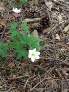 Hvitveis (Anemone nemorosa)